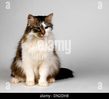 Capelli lunghi Tabby e White cat Foto Stock