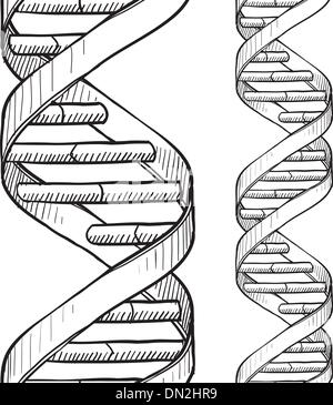 Perfetta la doppia elica del DNA sketch Illustrazione Vettoriale