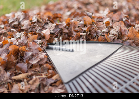 Plastica nero foglia rastrello su una pila di marrone Foglie di autunno Foto Stock