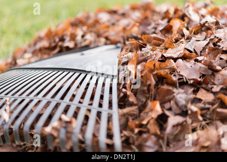 Plastica nero foglia rastrello su una pila di marrone Foglie di autunno Foto Stock