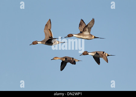 Quattro Northern Pintail anatre in volo Foto Stock