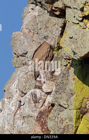 Avvoltoio appollaiato su una parete di roccia Foto Stock