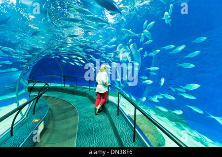 Turista femminile a Shanghai ocean Aquarium, Repubblica Popolare Cinese, PRC, Asia Foto Stock