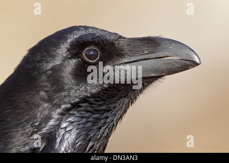 Ritratto di un comune Raven Foto Stock