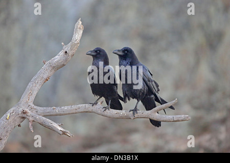 Coppia di corvi comune appollaiato su un ramo Foto Stock