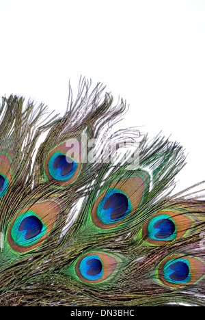 Peacock feather occhio su sfondo bianco Foto Stock