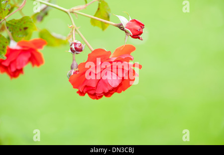 Bella rosa rossa nel giardino Foto Stock