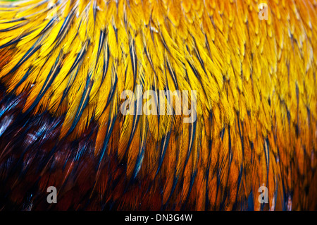 Nero Rosso di petto di pollo araucana Foto Stock