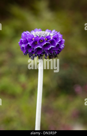 Il Bhutan orientale, Shertang La Pass, Himalayan coscia primula deticulata Foto Stock