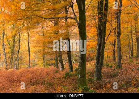 I colori autunnali nei boschi di latifoglie, Parco Nazionale di Exmoor, Devon, Inghilterra. In autunno (Novembre) 2013. Foto Stock