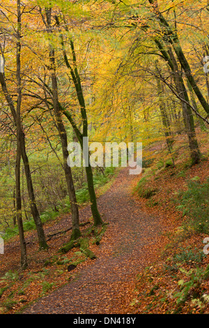 Woodland path through deciduous trees, Watersmeet, Exmoor, Devon, England. Autumn (November) 2013. Foto Stock