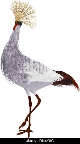 Gru coronata Illustrazione Vettoriale