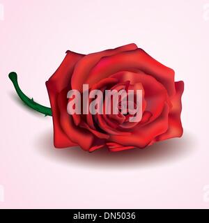 Red Rose isolato su bianco e sfondo rosa Illustrazione Vettoriale