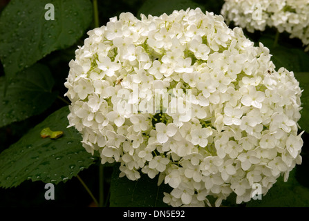 Primo piano di un bianco o Hydrangea Hortensia, impianti (pom-pom) fiori. Foto Stock