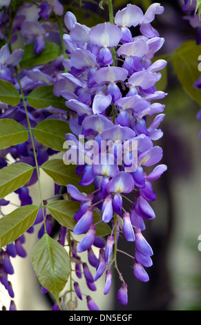 Viola-viola e bianco, il glicine fiori mano giù dalla struttura ad albero . Foto Stock