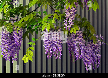 Viola-viola e bianco, il glicine fiori mano giù dall'albero contro un color crema stecca staccionata in legno. Foto Stock