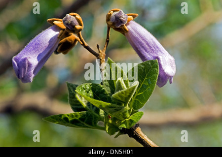 Paulownia tomentosa (IMPERATRICE CINESE albero) fiori fioritura in primavera. Foto Stock