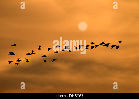 Curlews Numenius arquata Salthouse Norfolk piscina costiera al tramonto Settembre Foto Stock