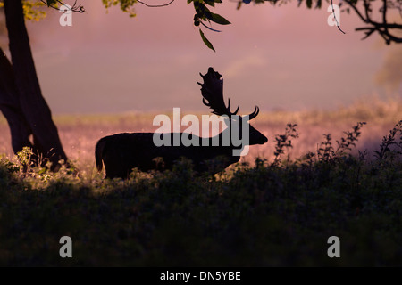 Daini Cervus dama buck in piedi sotto gli alberi in silhouette Foto Stock