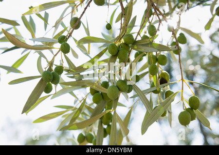 Olive verdi sulla struttura ad albero (Olea europaea), la Riviera di Ponente, Liguria, Italia Foto Stock