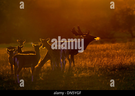 Daini Cervus dama mandria e sunrise durante l'autunno rut Foto Stock