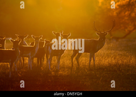 Daini Cervus dama mandria e sunrise durante l'autunno rut Foto Stock