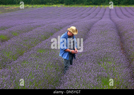 Il contadino di controllo raccolto lavanda West Norfolk Agosto Foto Stock