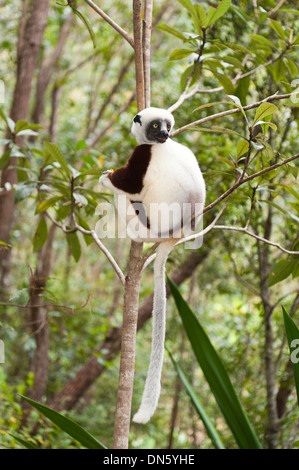 Coquerel il sifaka o coronato Sifaka (Propithecus coquereli), maschio, seduto su un ramo in una foresta, parco esotico, Peyriar Foto Stock