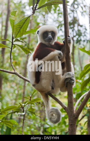 Coquerel il sifaka o coronato Sifaka (Propithecus coquereli), maschio, seduto su un ramo in una foresta con una coda arricciata Foto Stock