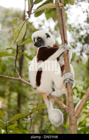 Coquerel il sifaka o coronato Sifaka (Propithecus coquereli), maschio, seduto su un ramo in una foresta con una coda arricciata Foto Stock