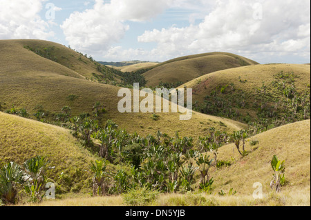 Colline disboscate con foreste di viaggiatori di alberi o il viaggiatore Palms (Ravenala madagascariensis) nelle valli, nelle loro Foto Stock