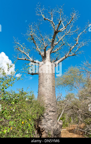 Baobab africano (Adansonia digitata), Andohahela National Park, vicino a Fort-Dauphin o Tolagnaro, Madagascar Foto Stock