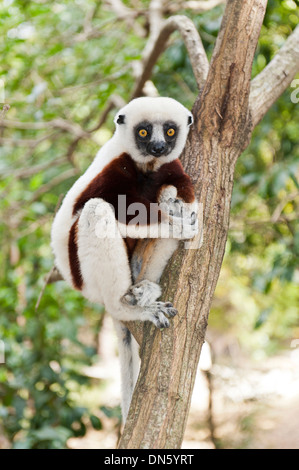 Coquerel il sifaka o coronato Sifaka (Propithecus coquereli), maschio, seduto su un ramo in una foresta, parco esotico, Peyriar Foto Stock