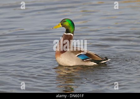 Il Germano Reale maschio o drake ano platyrhyncha ritratto Foto Stock