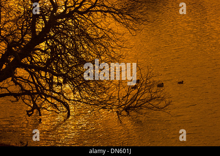 Germani reali sotto il castagno a Holkham Lago di sera Foto Stock