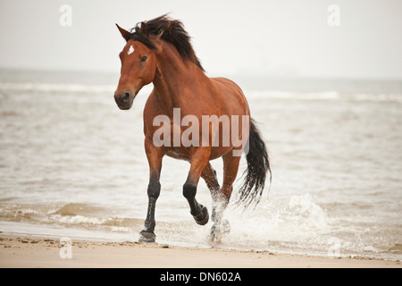 Andalusa di meticcio castrazione, marrone con una marcatura del viso, esecuzione a un trotto durante il roaming libero sulla spiaggia di Borkum Foto Stock