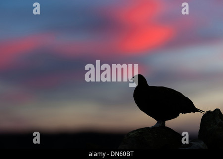 Red Grouse Lagopus scoticus all'alba sulla pietra a secco la parete Foto Stock