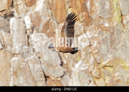 Eurasian Grifone in volo contro la parete di roccia Foto Stock