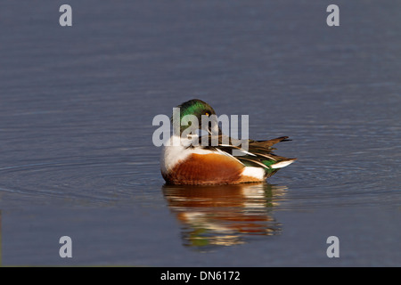 Mestolone Anas clypeata drake preening Cley paludi Norfolk Foto Stock