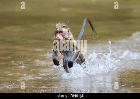 Toque Macaque Macaca sinica sinica femmina in esecuzione attraverso i fondali dopo aver attraversato il fiume Foto Stock