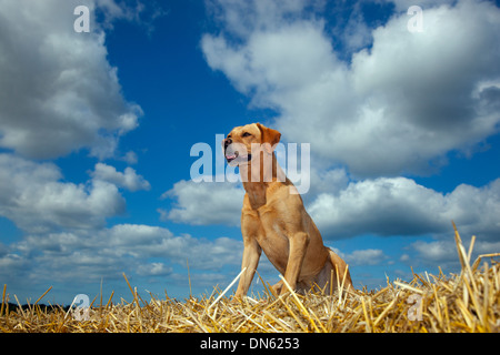 Il giallo del Labrador nel paesaggio Cornfield al tempo del raccolto Foto Stock