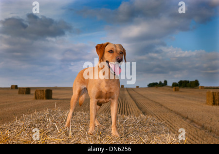 Il giallo del Labrador nel paesaggio Cornfield al tempo del raccolto Foto Stock