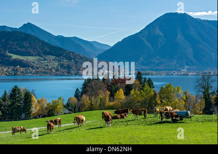 Vacche su un pascolo, lago di Tegernsee con Wallenberg montagna, Alta Baviera, Baviera, Germania Foto Stock