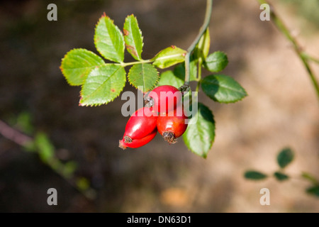 Cane rosa canina Foto Stock