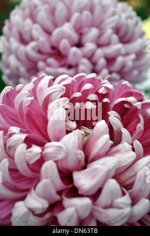 Close up di grandi pompon rosa crisantemo sul display a Harrogate Autunno Flower Show Yorkshire Foto Stock