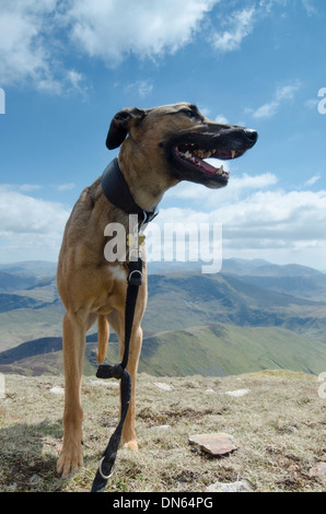 Un cane, un lurcher, sulla cima di una collina nel distretto del lago, Cumbria, Inghilterra Foto Stock