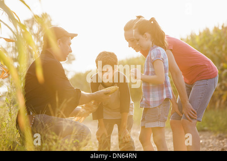 Famiglia caucasica esaminando il raccolto di mais in agriturismo Foto Stock