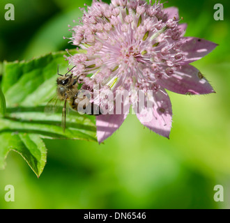 Un occupato Bee raccogliendo il nettare da un fiore rosa in un giardino. Foto Stock