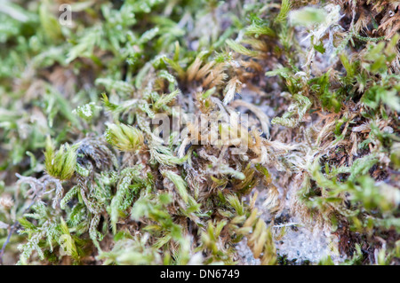 Sfondo di piccole piante verdi Foto Stock