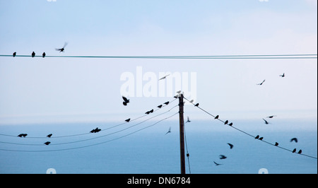 Per gli storni su un filo. Foto Stock